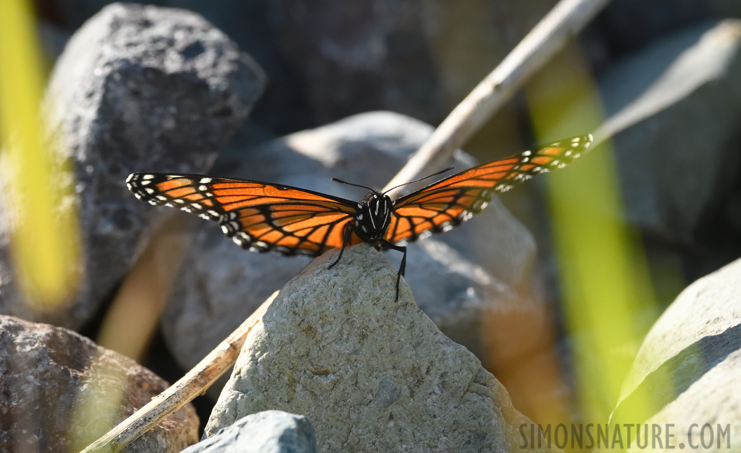 Limenitis archippus [400 mm, 1/2000 sec at f / 8.0, ISO 1600]